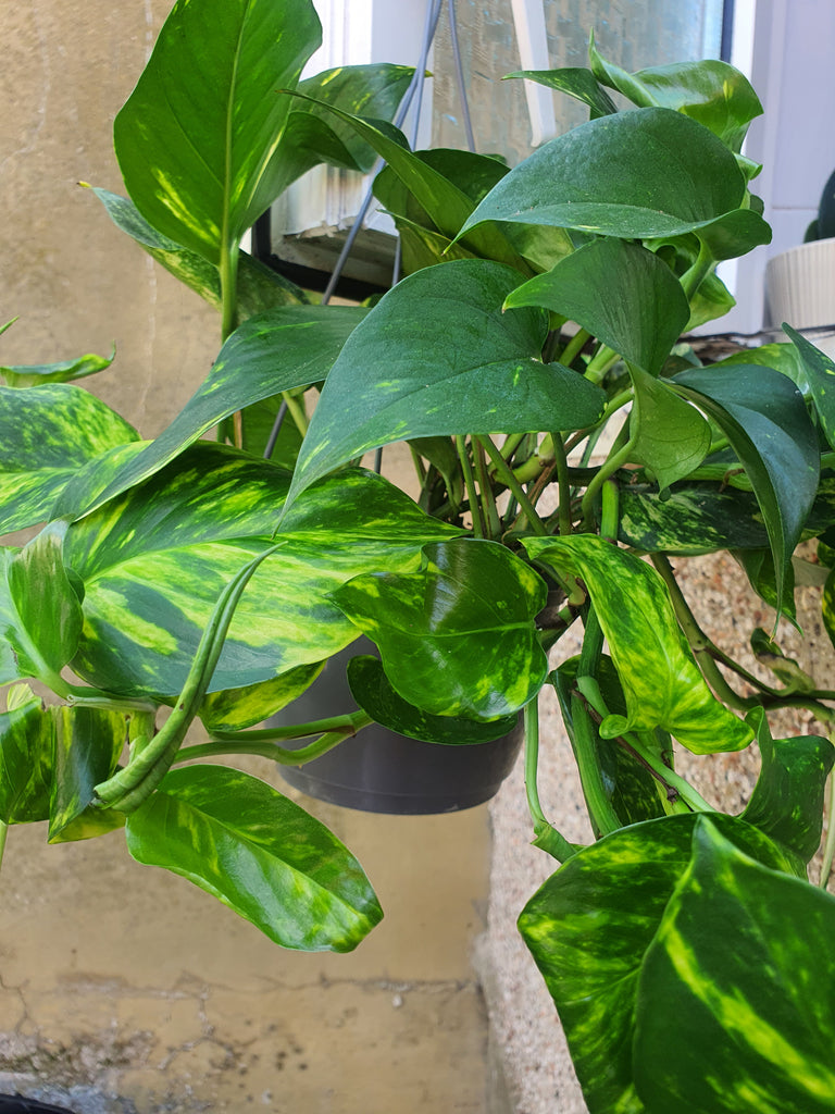 why is money plant called devil's ivy Devil's Ivy indoor Plants Size Medium ( Money Plant ) – HimalayanSpices