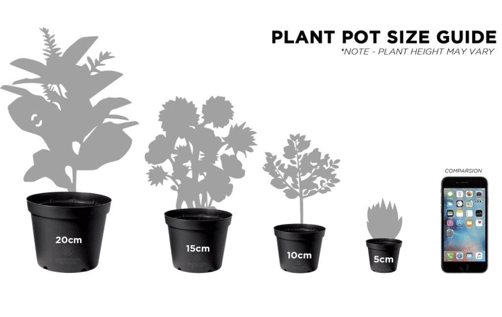 ivy plant pot size Devil's Ivy indoor Plants Size Medium ( Money Plant ) – HimalayanSpices