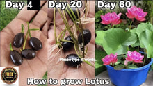 Lotus Flower Seeds, 20 Pcs Mixed Colour Flower Seeds, Beginner-Friendly Water Lily Planting in Water Lotus Seeds for Kitchen Garden Pond (Pack of 1) (20 pcs Multicolor)