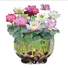 Lotus Flower Seeds, 20 Pcs Mixed Colour Flower Seeds, Beginner-Friendly Water Lily Planting in Water Lotus Seeds for Kitchen Garden Pond (Pack of 1) (20 pcs Multicolor)