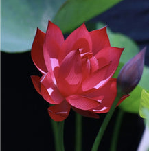 Lotus Flower Seeds, 20 Pcs Mixed Colour Flower Seeds, Beginner-Friendly Water Lily Planting in Water Lotus Seeds for Kitchen Garden Pond (Pack of 1) (20 pcs Multicolor)