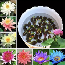 Lotus Flower Seeds, 20 Pcs Mixed Colour Flower Seeds, Beginner-Friendly Water Lily Planting in Water Lotus Seeds for Kitchen Garden Pond (Pack of 1) (20 pcs Multicolor)