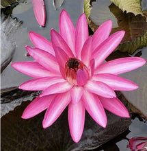 Lotus Flower Seeds, 20 Pcs Mixed Colour Flower Seeds, Beginner-Friendly Water Lily Planting in Water Lotus Seeds for Kitchen Garden Pond (Pack of 1) (20 pcs Multicolor)