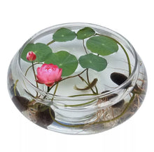 Lotus Flower Seeds, 20 Pcs Mixed Colour Flower Seeds, Beginner-Friendly Water Lily Planting in Water Lotus Seeds for Kitchen Garden Pond (Pack of 1) (20 pcs Multicolor)