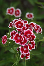 Sweet William Single Mixed Seeds