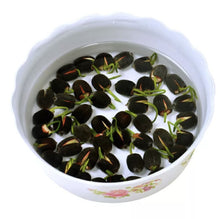 Lotus Flower Seeds, 20 Pcs Mixed Colour Flower Seeds, Beginner-Friendly Water Lily Planting in Water Lotus Seeds for Kitchen Garden Pond (Pack of 1) (20 pcs Multicolor)