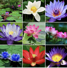 Lotus Flower Seeds, 20 Pcs Mixed Colour Flower Seeds, Beginner-Friendly Water Lily Planting in Water Lotus Seeds for Kitchen Garden Pond (Pack of 1) (20 pcs Multicolor)