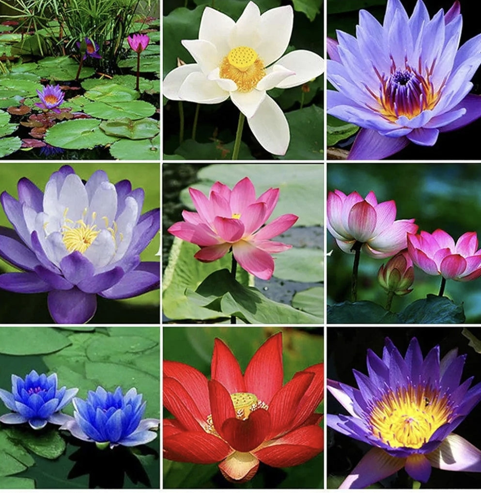 Lotus Flower Seeds, 20 Pcs Mixed Colour Flower Seeds, Beginner-Friendly Water Lily Planting in Water Lotus Seeds for Kitchen Garden Pond (Pack of 1) (20 pcs Multicolor)