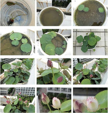 Lotus Flower Seeds, 20 Pcs Mixed Colour Flower Seeds, Beginner-Friendly Water Lily Planting in Water Lotus Seeds for Kitchen Garden Pond (Pack of 1) (20 pcs Multicolor)