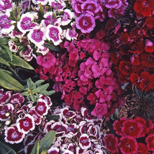 Sweet William Single Mixed Seeds