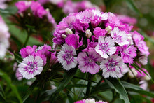 Sweet William Single Mixed Seeds