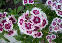 Sweet William Single Mixed Seeds