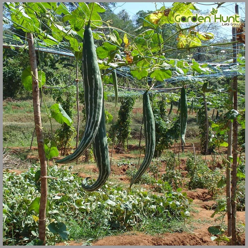 Indian Bangladeshi Snake Gourd Seeds Chichinda, Chichinga, Padval Seeds