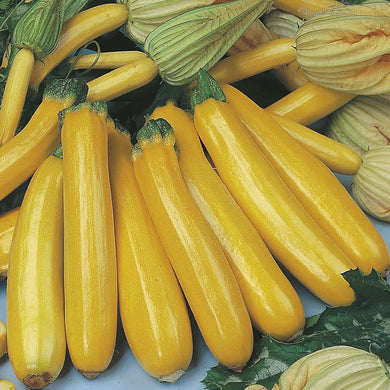 Johnsons Courgette Gold Rush F1 Seeds