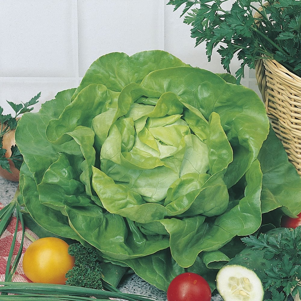Johnsons Lettuce All the Year Round Seeds HimalayanSpices