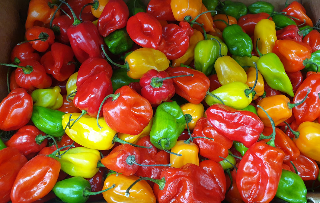 Scotch Bonnet Chilli HOT Mix