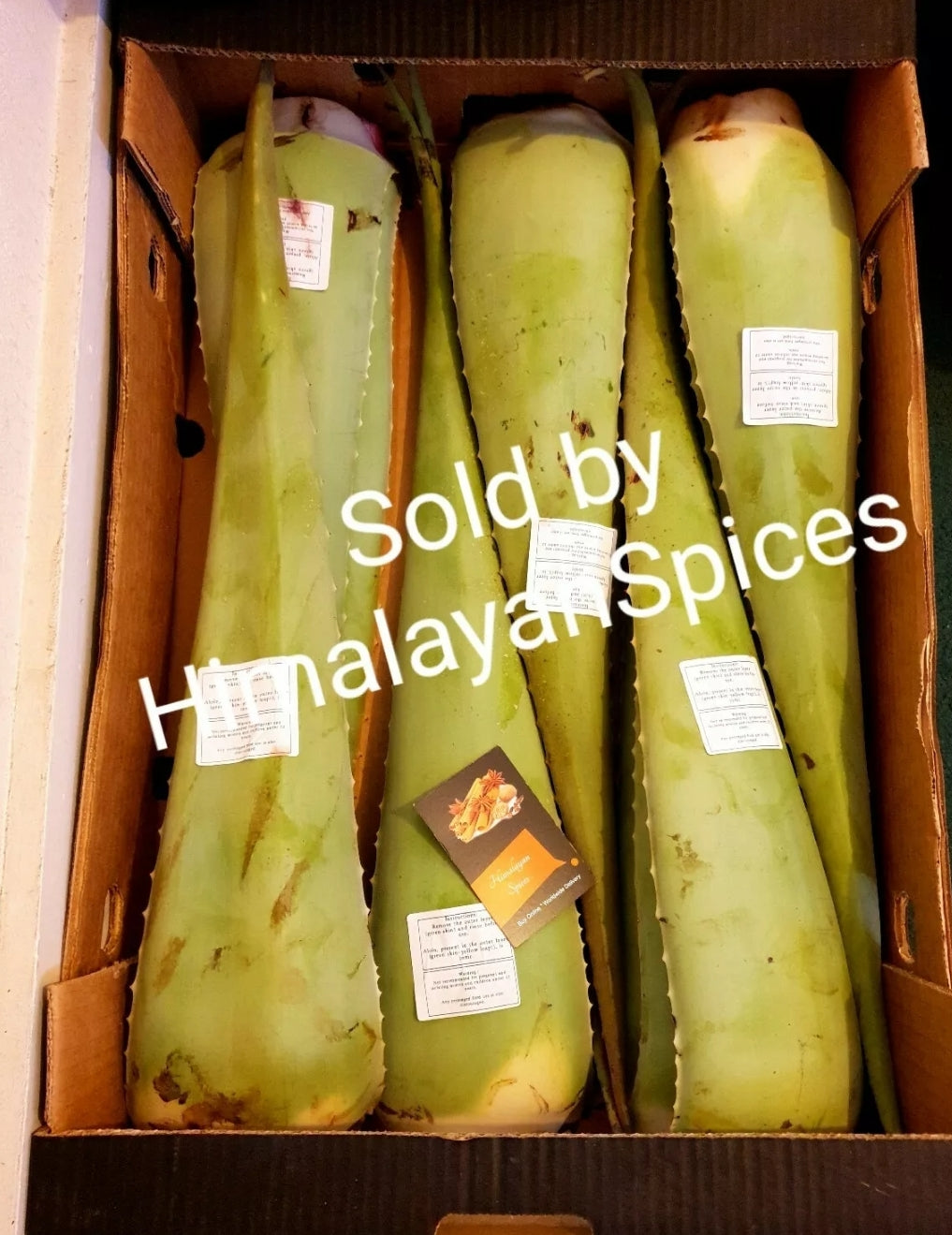 Large Aloe Vera Leaf Fresh Whole Big Leaves . ALOVERA. ALOE GEL