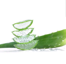 Aloe vera Large Leaves . From  Aloevera  Plant