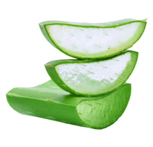 Aloe vera Large Leaves . From  Aloevera  Plant