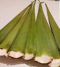 Aloe vera Large Leaves . From  Aloevera  Plant