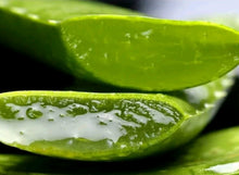 Aloe vera Large Leaves . From  Aloevera  Plant