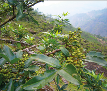 Timmur  Whole (टिम्मुर, तिम्बुर गेडा ) Szechwan pepper timur from Nepal