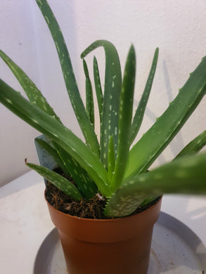 Aloe Vera Barbadensis
Supplied in a 12cm Pot!