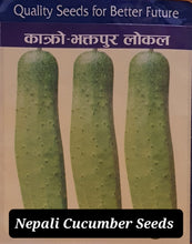 Nepali Local Cucumber 20 Seeds -