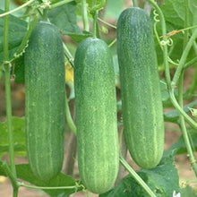 लोकल नेपाली काक्रो . Cucumber Seeds - Nepali Local -