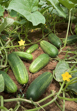 लोकल नेपाली काक्रो . Cucumber Seeds - Nepali Local -