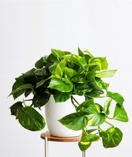 Devil's Ivy indoor Plants Size Medium ( Money Plant )