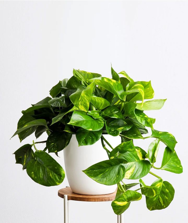 money plant vs devils ivy Devil's Ivy indoor Plants Size Medium ( Money Plant ) – HimalayanSpices