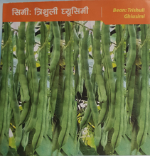 Butter Beans Seeds from Nepal  / simi /नेपाली घीउ सिमि बीऊ