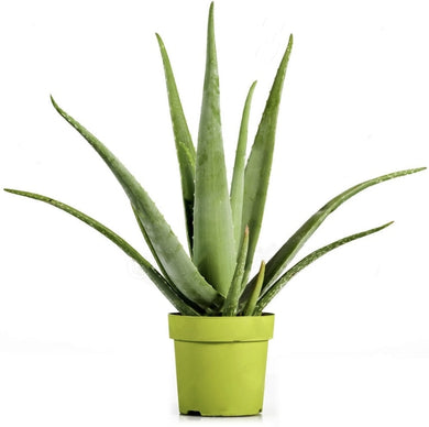 Aloe Vera Barbadensis
Supplied in a 12cm Pot!