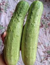 Nepali Local Cucumber 20 Seeds -