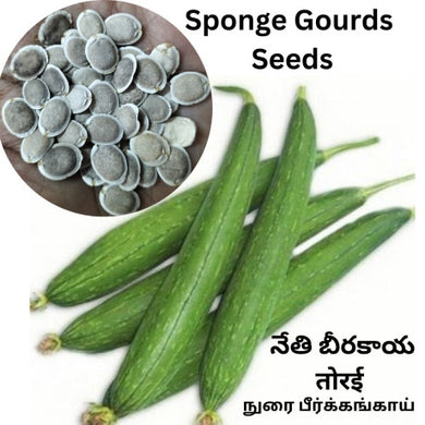 Sponge Gourd Seeds - Seeds of Bangladesh / घिरौला Nepali name