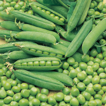 Pea onwards Seeds . Giant  हरियो मटर