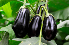 Aubergine Black Beauty Seeds. भण्टा” बैंगन  or বাংলা .