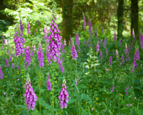 Foxglove wildflower seeds