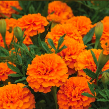 Marigold 'Boy O' Boy Orange' - Marigold flower Seeds