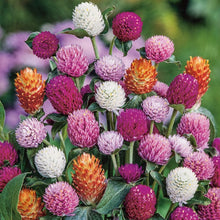 Gomphrena Mixed( रङ्गीन नेपाली सुपारी फूलका बीउहरू )  globosa Dwarf mixed .Globe amaranth Flower Seeds