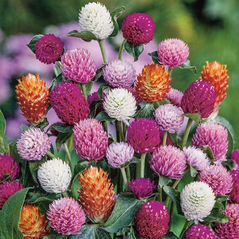 Gomphrena Mixed( रङ्गीन नेपाली सुपारी फूलका बीउहरू )  globosa Dwarf mixed .Globe amaranth Flower Seeds