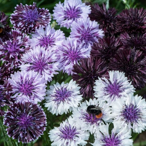 Cornflower Classic Magic Purple & White Flowers