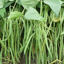 French Dwarf Green Beans