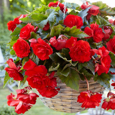 Begonia Double Cascading Red Bulbs