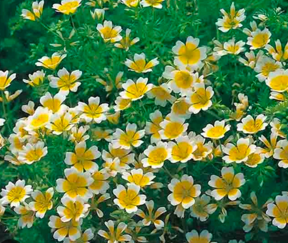 Poached Egg Plant Limnanthe Flower Seeds