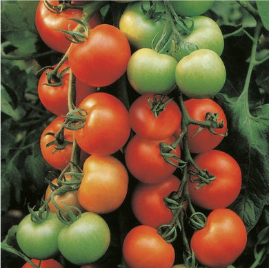 Tomato 'Ailsa Craig' Vegetable 12 Seeds