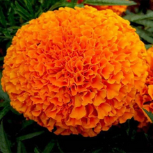 Marigold Orange Seeds [ Giant Size ]