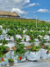 Strawberry Delician Seeds