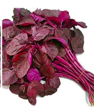 Bangladeshi Red Amaranth / Red Spinach रातो साग